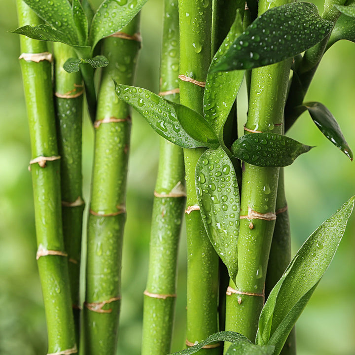 Estratto di Bamboo
