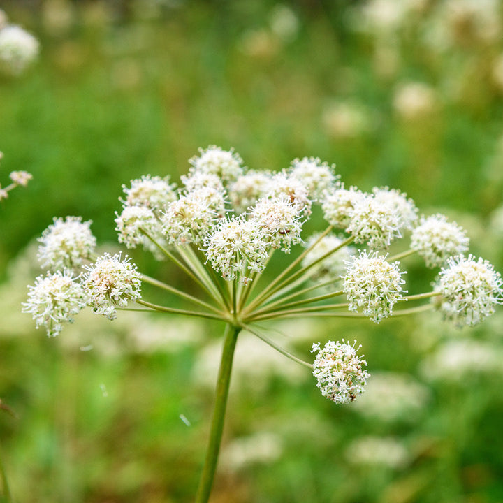 Estratto Glicolico di Angelica