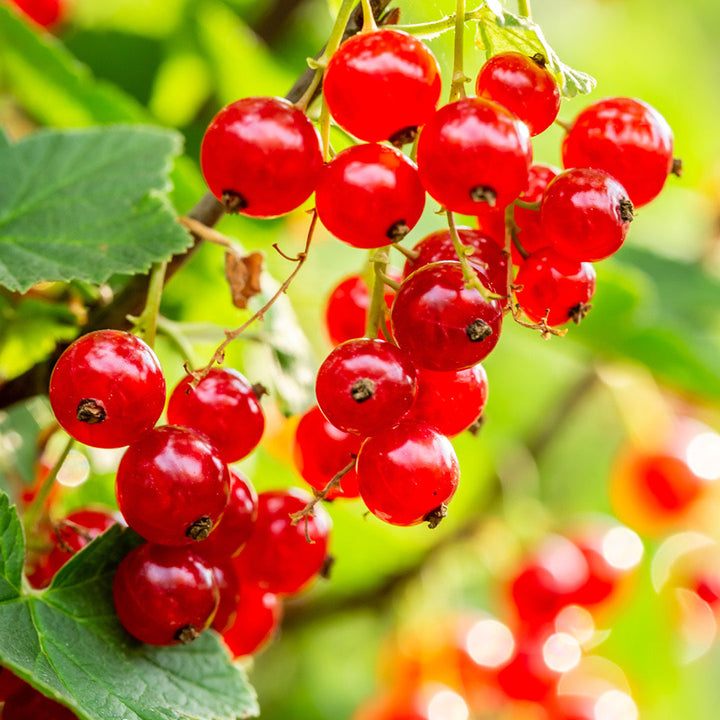 Estratto Glicolico di Ribes Rosso