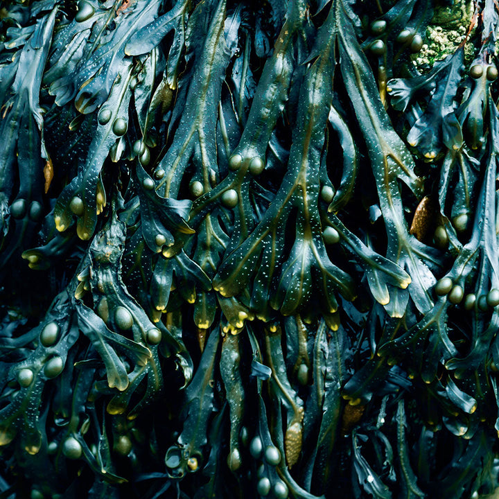 Estratto di Pelvetia Canaliculata