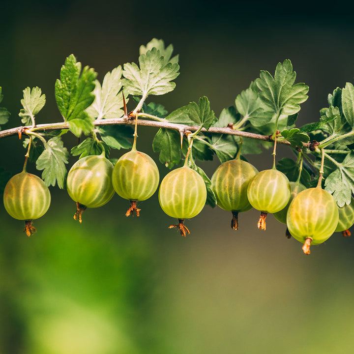 Estratto degli Acini verdi dell'uva