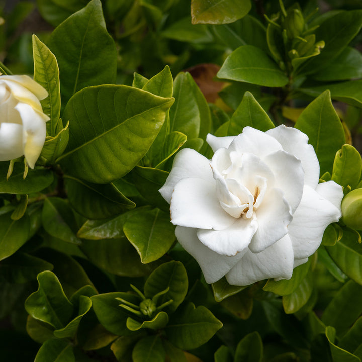 Fiore di Gardenia Tahitiensis