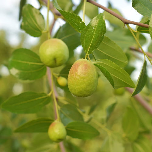 Olio di Jojoba