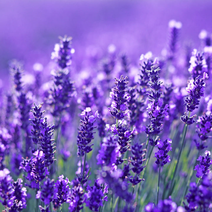 Olio Essenziale di Lavanda