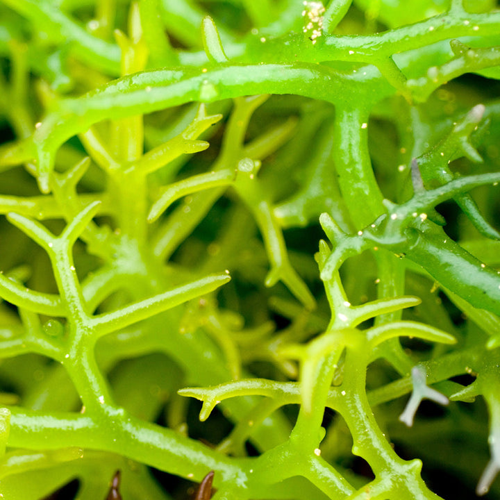 Estratto di Alga Klamath