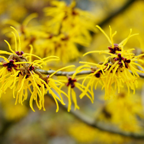 Estratto di Hamamelis (Amamelide)