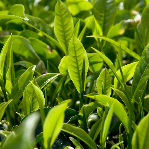 Olio Essenziale di Tea Trea Oil (Melaleuca)