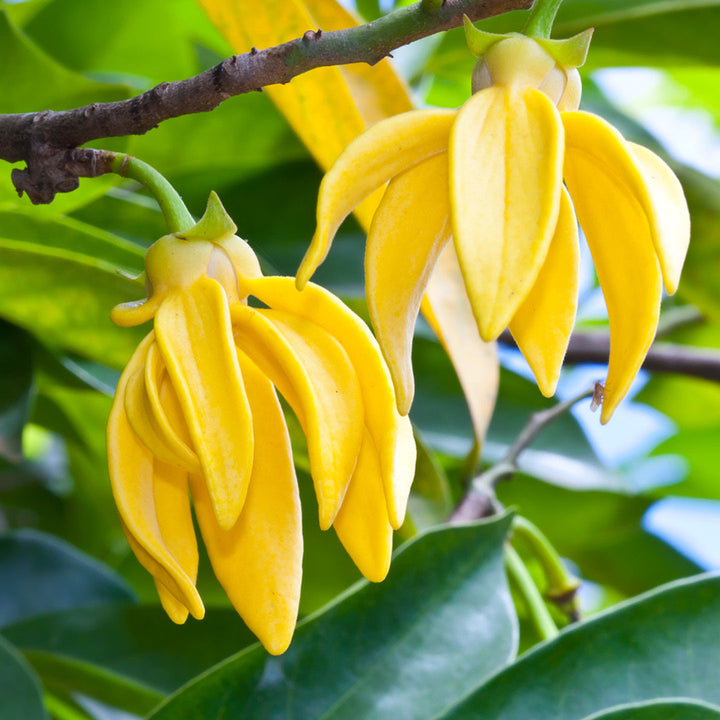 Olio Essenziale di Ylang Ylang