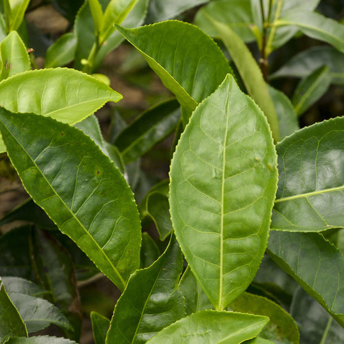 Estratto di Foglie di Camelia Sinensis