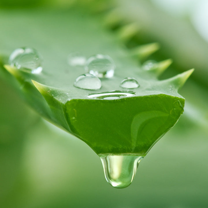Estratto di Aloe Vera