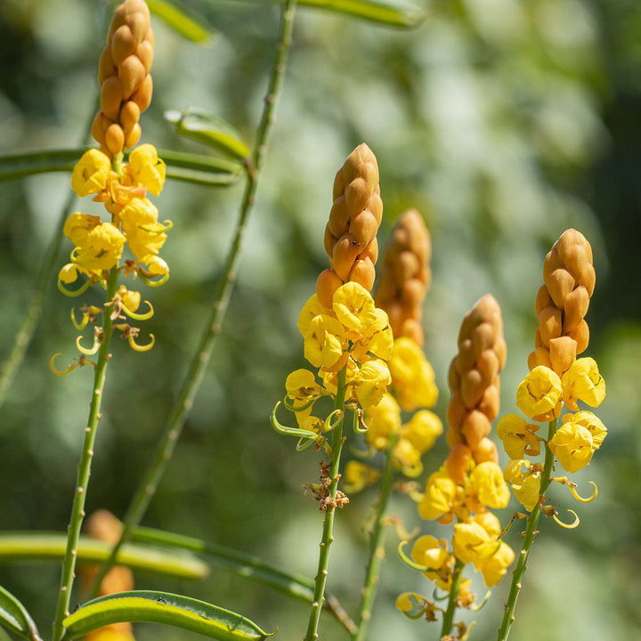 Estratto di Cassia Alata