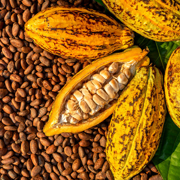 Estratto di Cacao