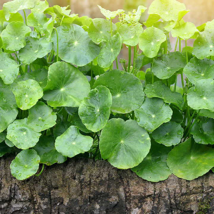 Estratto di Centella
