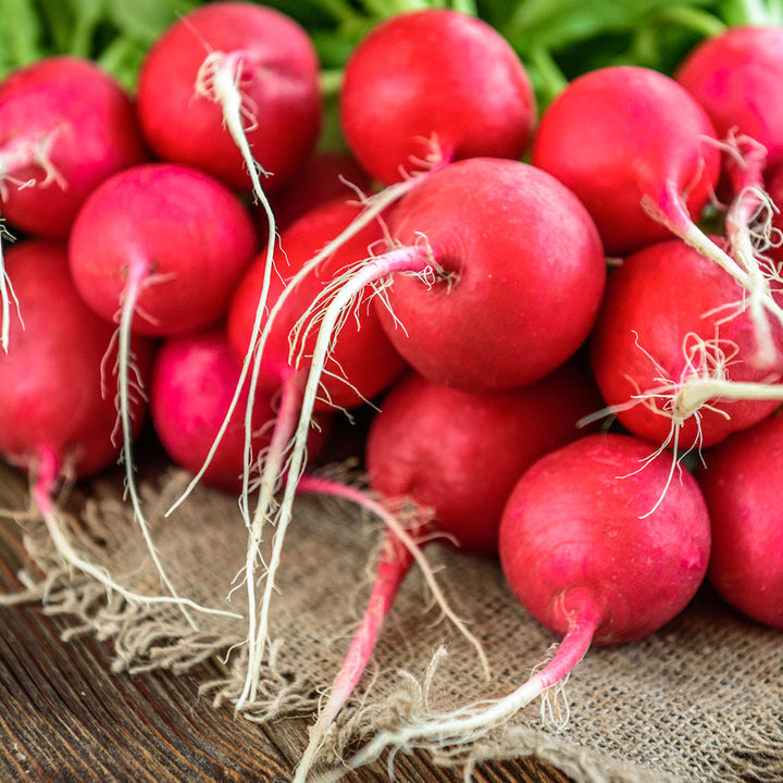 Filtrato di Fermentazione di Radice di Ravanello