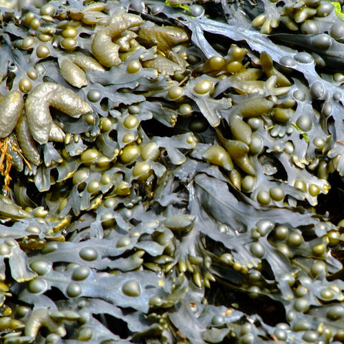 Estratto Glicolico di Quercia Marina