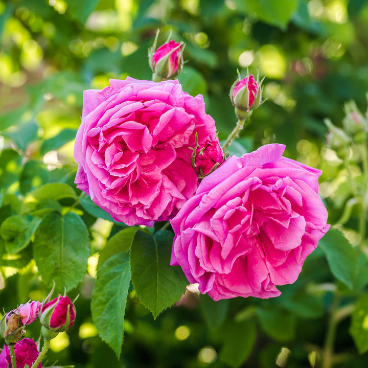 Olio Essenziale di Rosa Centifolia