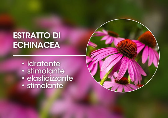 ESTRATTO DI ECHINACEA