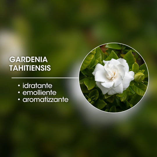 FIORE DI GARDENIA TAHITIENSIS