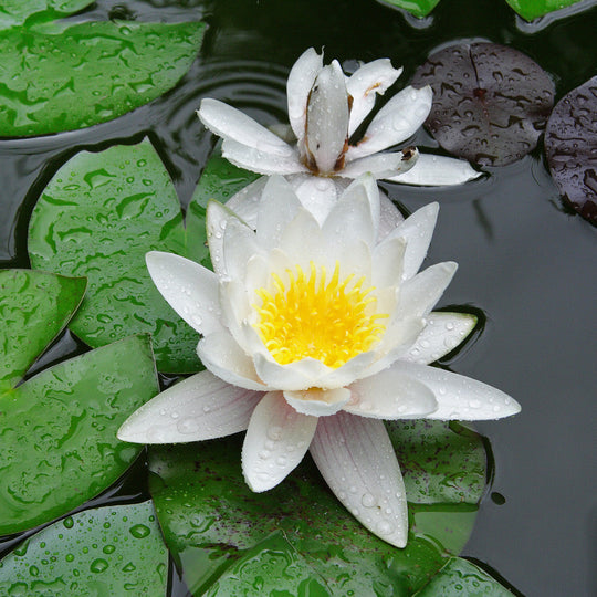 WATER LILY EXTRACT