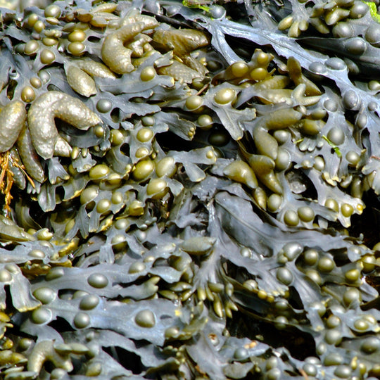 Estratto glicolico di quercia marina