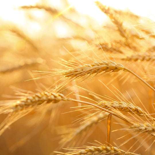 WHEAT MICROPROTEIN